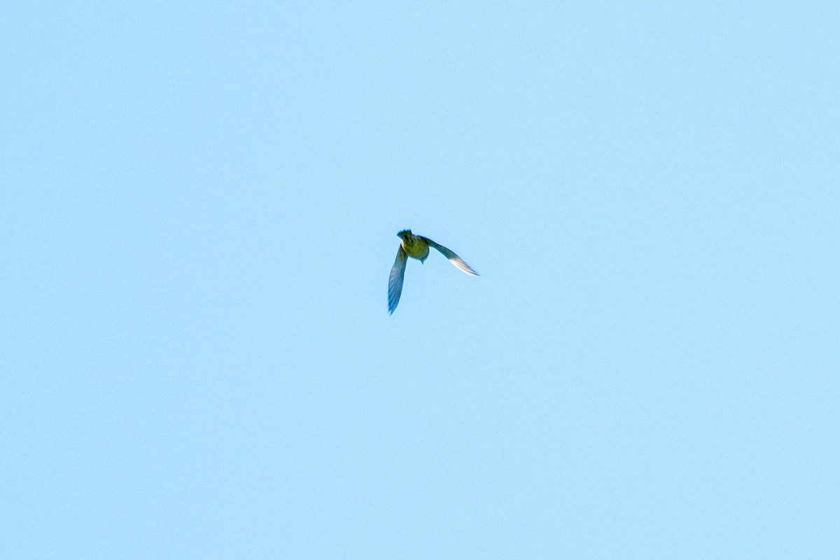 Vogel, unbestimmt - ML636022375