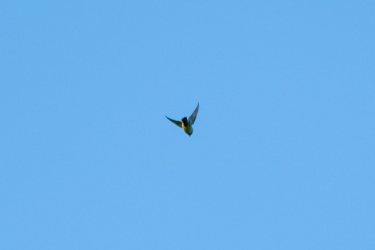 Vogel, unbestimmt - ML636022376