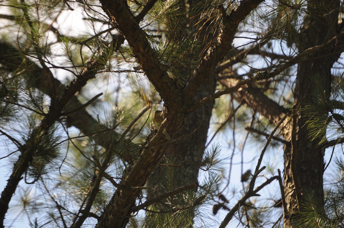 Eastern Bluebird - ML636022403