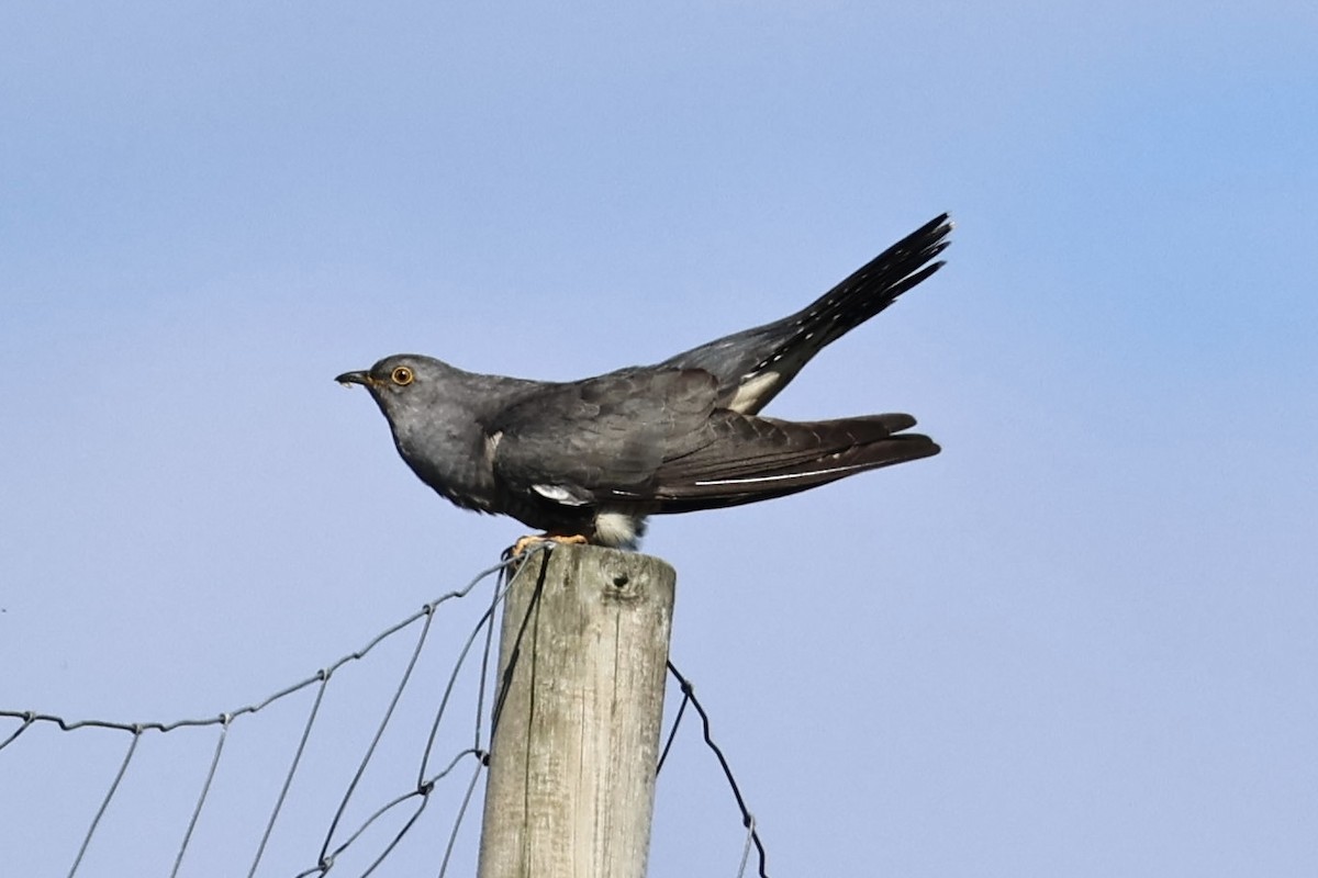 Common Cuckoo - ML636022481
