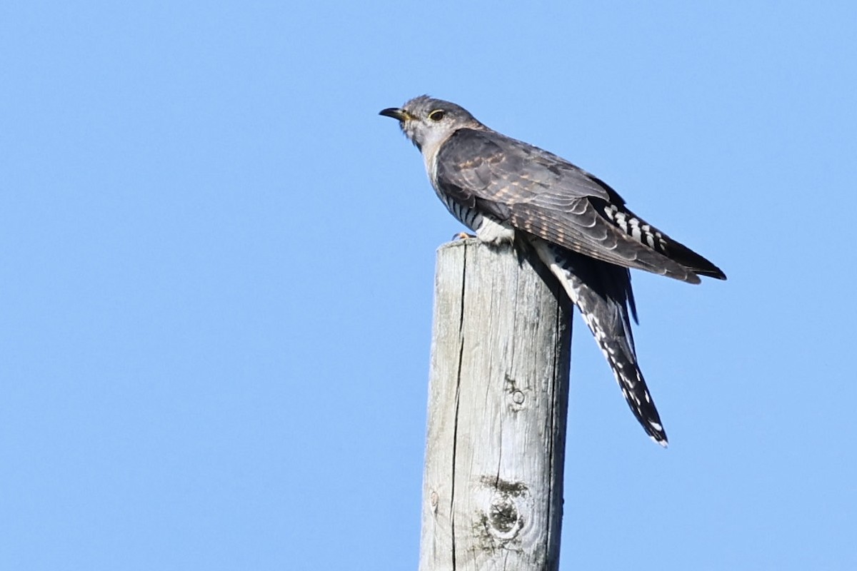 Common Cuckoo - ML636022482