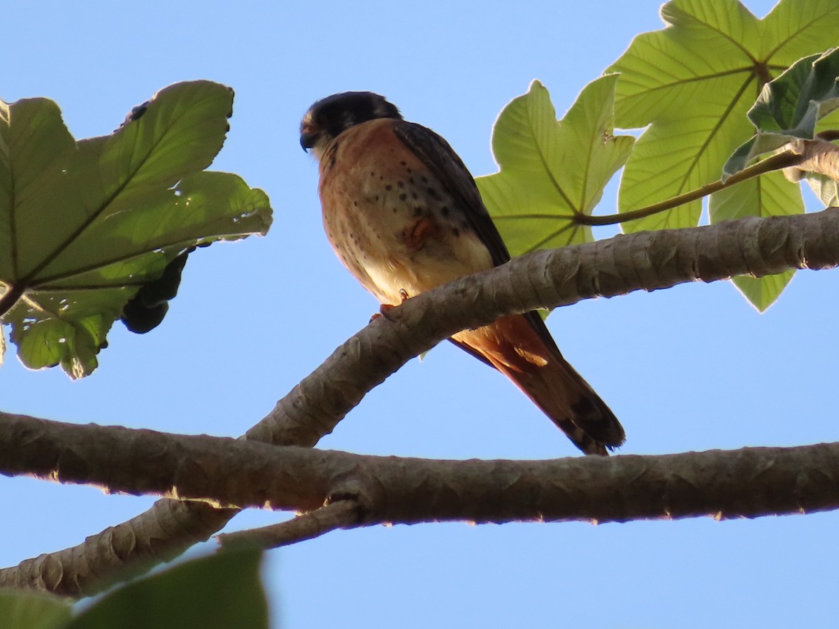 American Kestrel (Cuban) - ML636022507