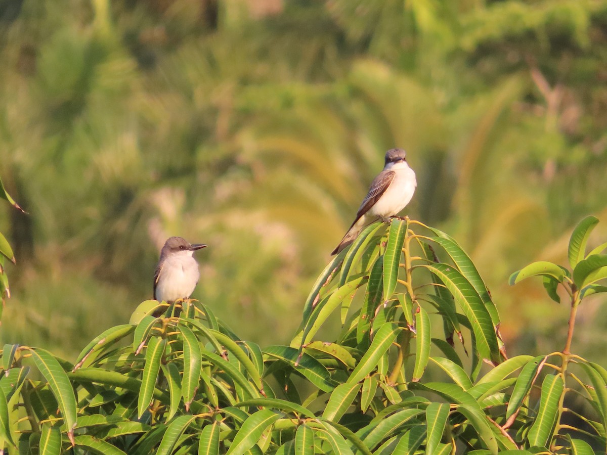 Gray Kingbird - ML636022525