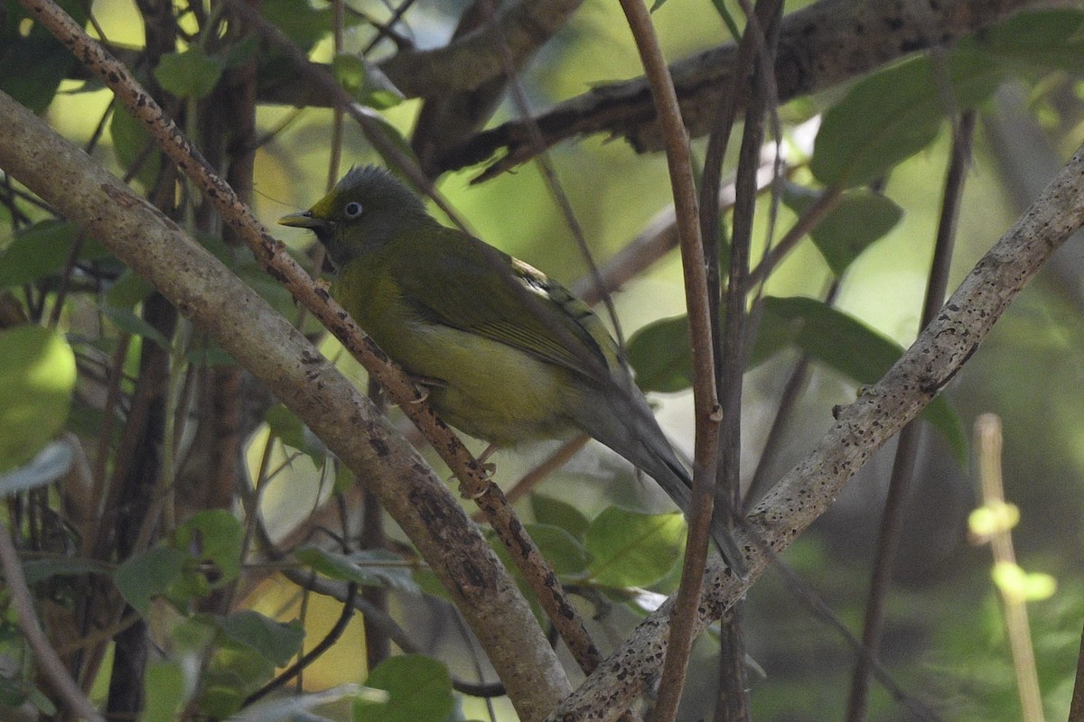 Gray-headed Bulbul - ML636022528