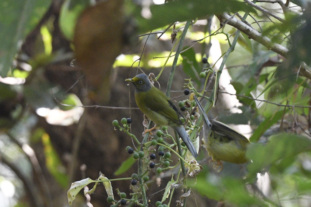Gray-headed Bulbul - ML636022529