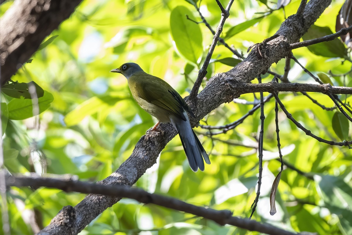 Gray-headed Bulbul - ML636022530