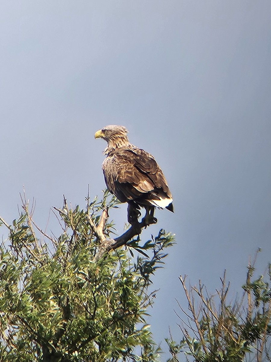 White-tailed Eagle - ML636022772