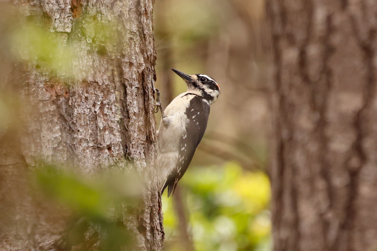 Hairy Woodpecker - ML636022800