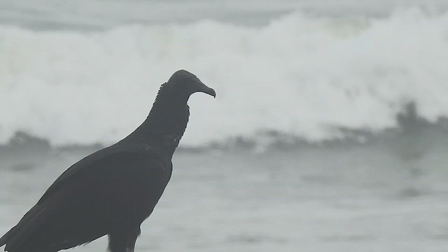 Black Vulture - ML636022850