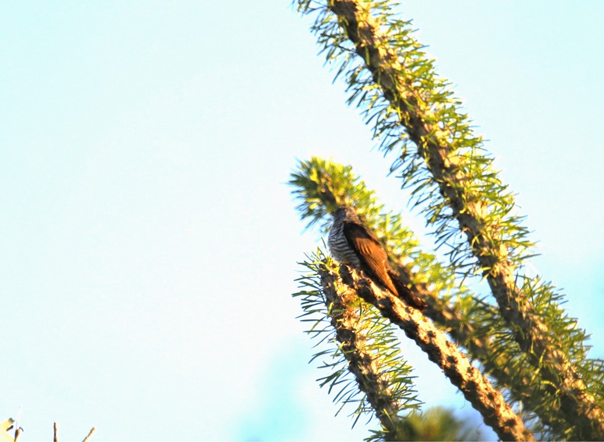 Madagascar Cuckoo - ML636022931