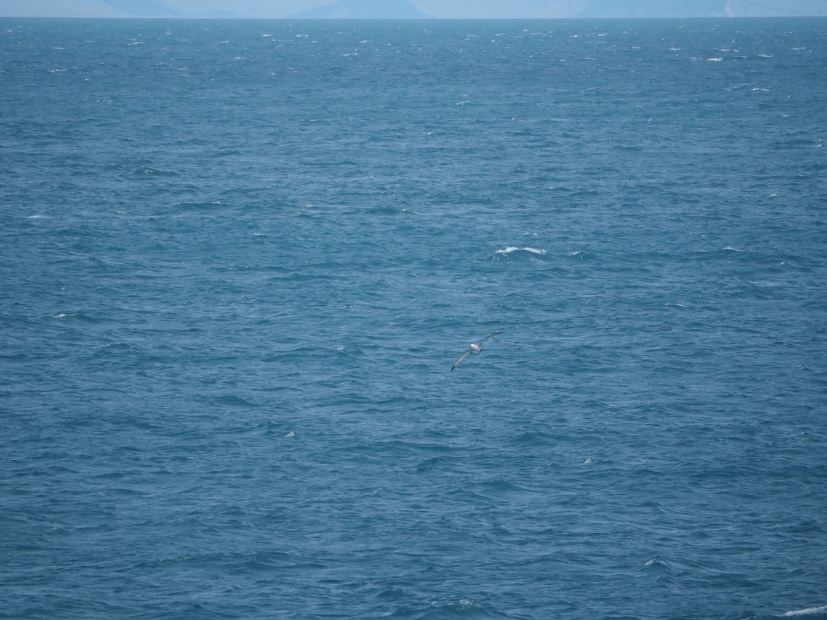White-capped Albatross - ML636023126