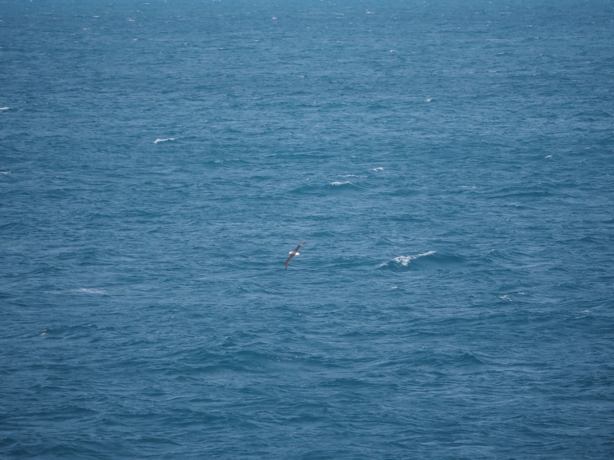 White-capped Albatross - ML636023128