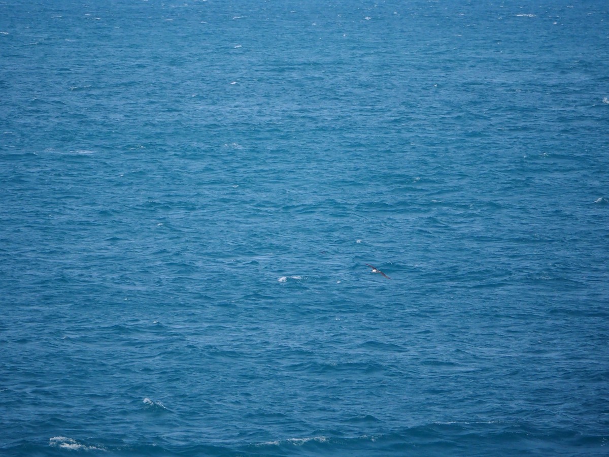 White-capped Albatross - ML636023129