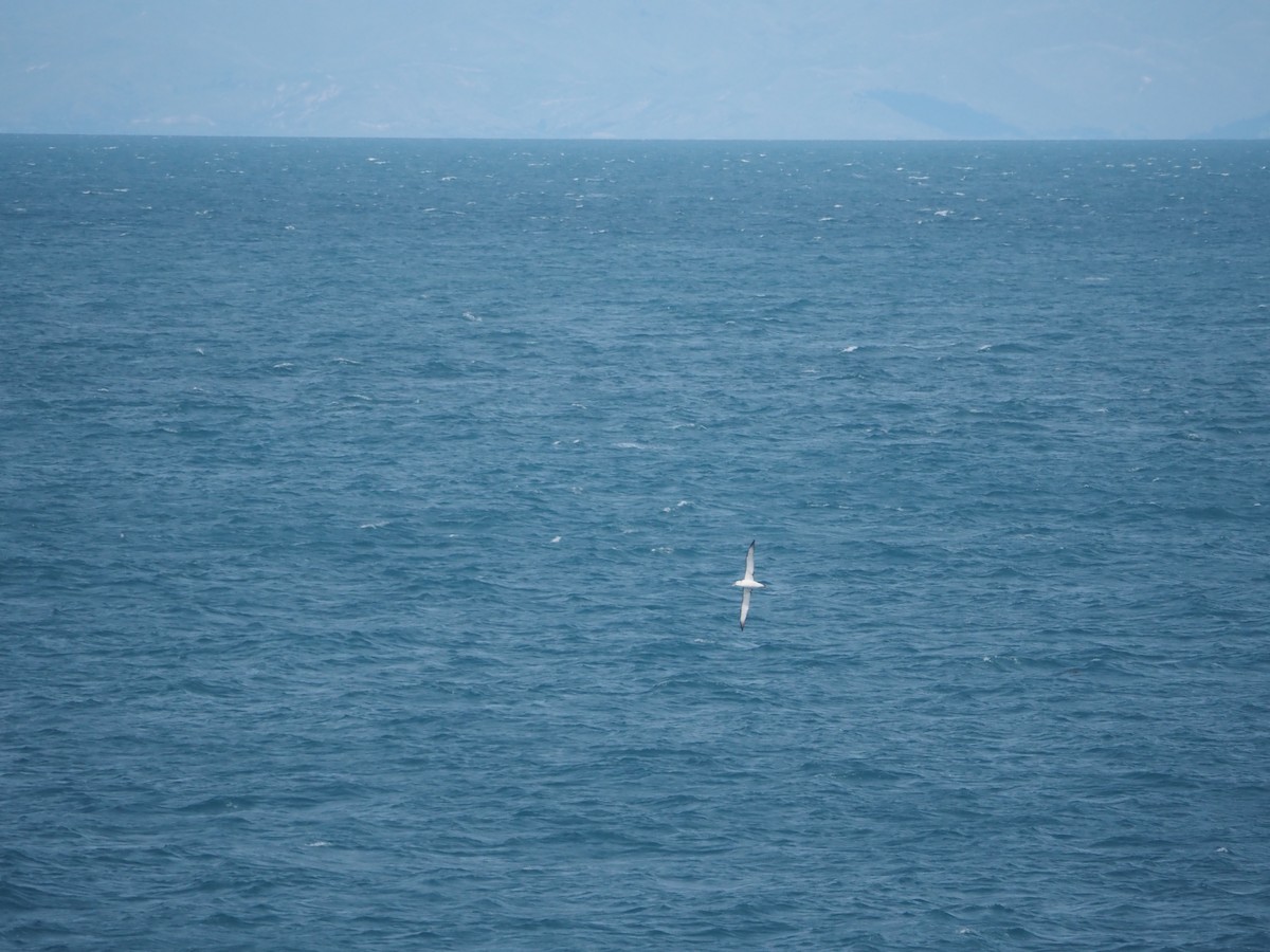White-capped Albatross - ML636023130