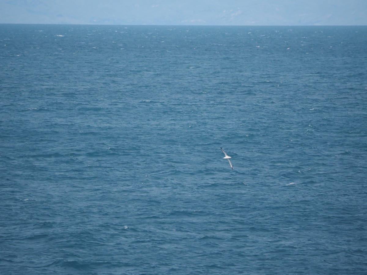 White-capped Albatross - ML636023131