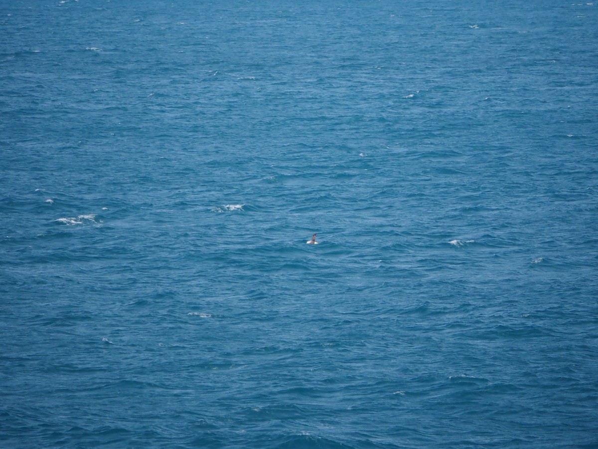 White-capped Albatross - ML636023132