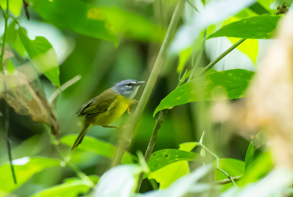 White-lored Warbler - ML636023143