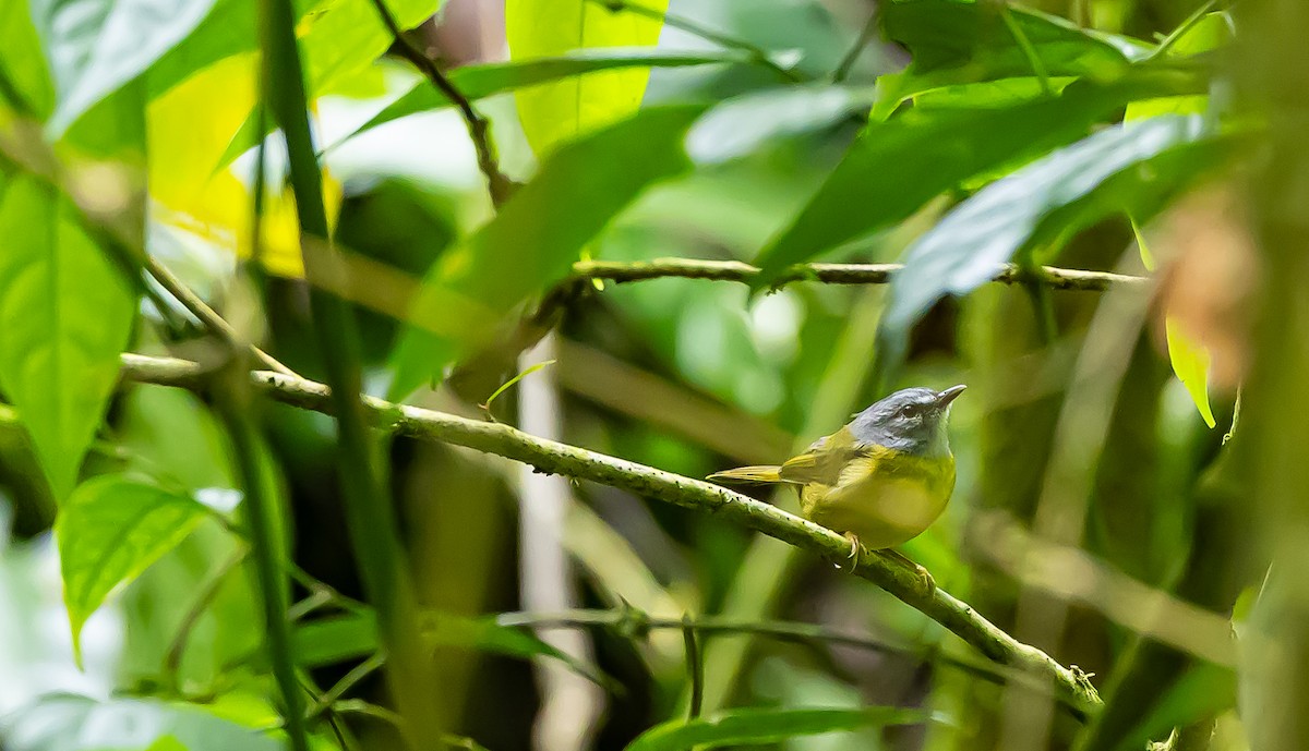 White-lored Warbler - ML636023144
