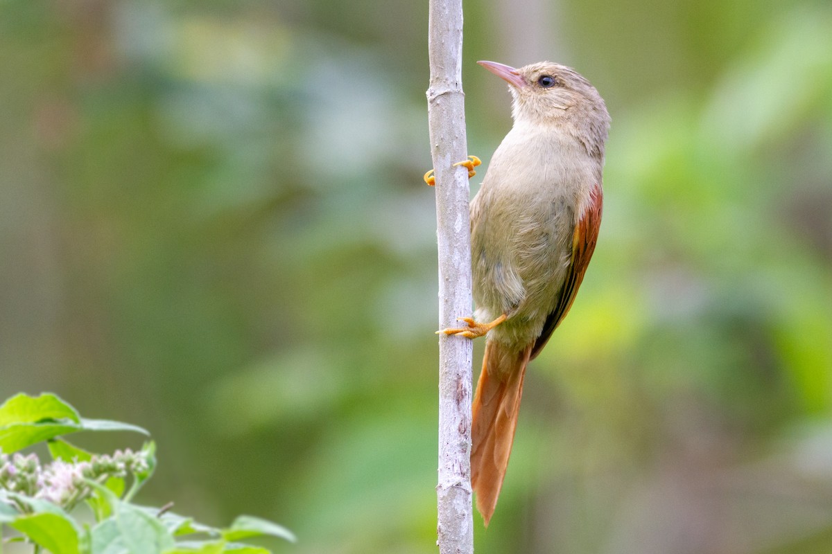 Crested Spinetail - ML636023207