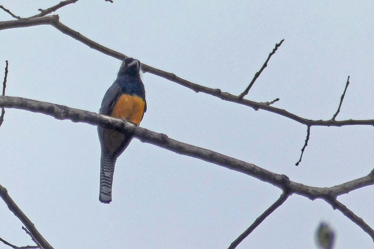 Guianan Trogon - ML636023218