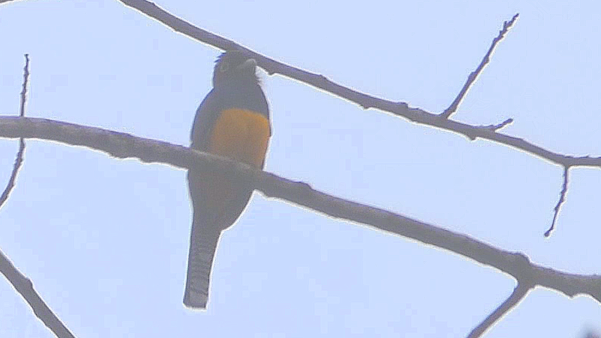 Guianan Trogon - ML636023219