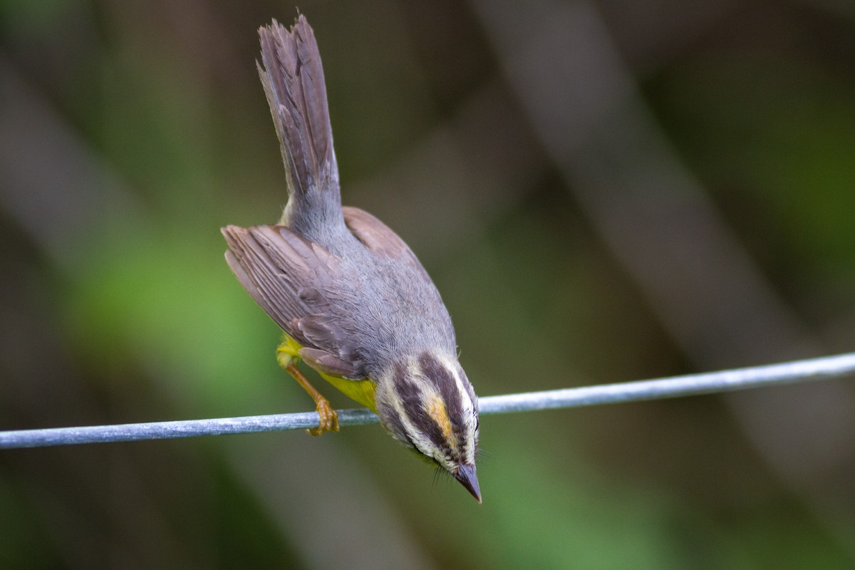 Golden-crowned Warbler - ML636023236