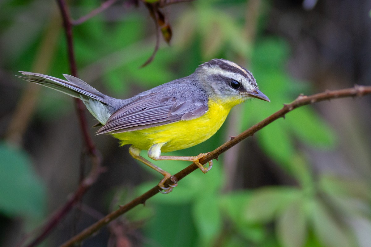 Golden-crowned Warbler - ML636023237
