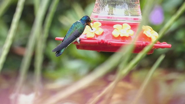White-necked Jacobin - ML636023372