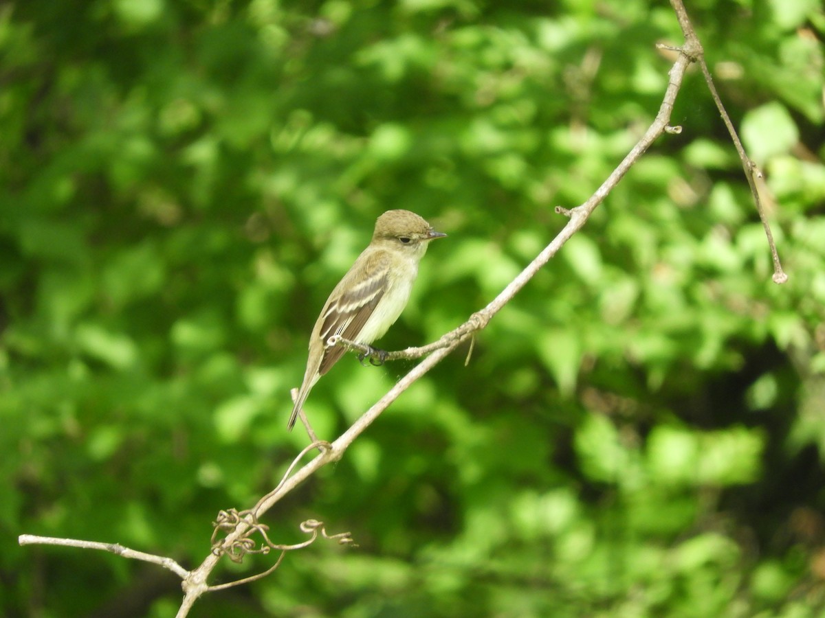 Acadian Flycatcher - ML636023438
