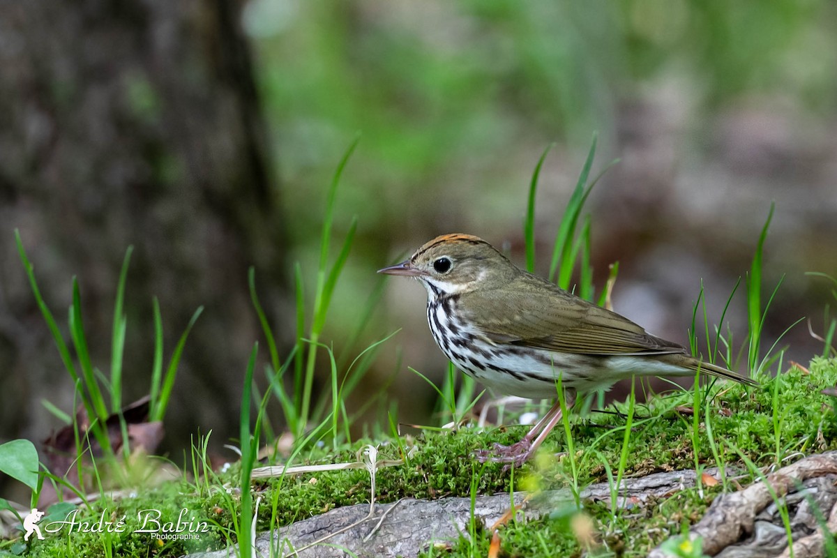 Ovenbird - ML636023450