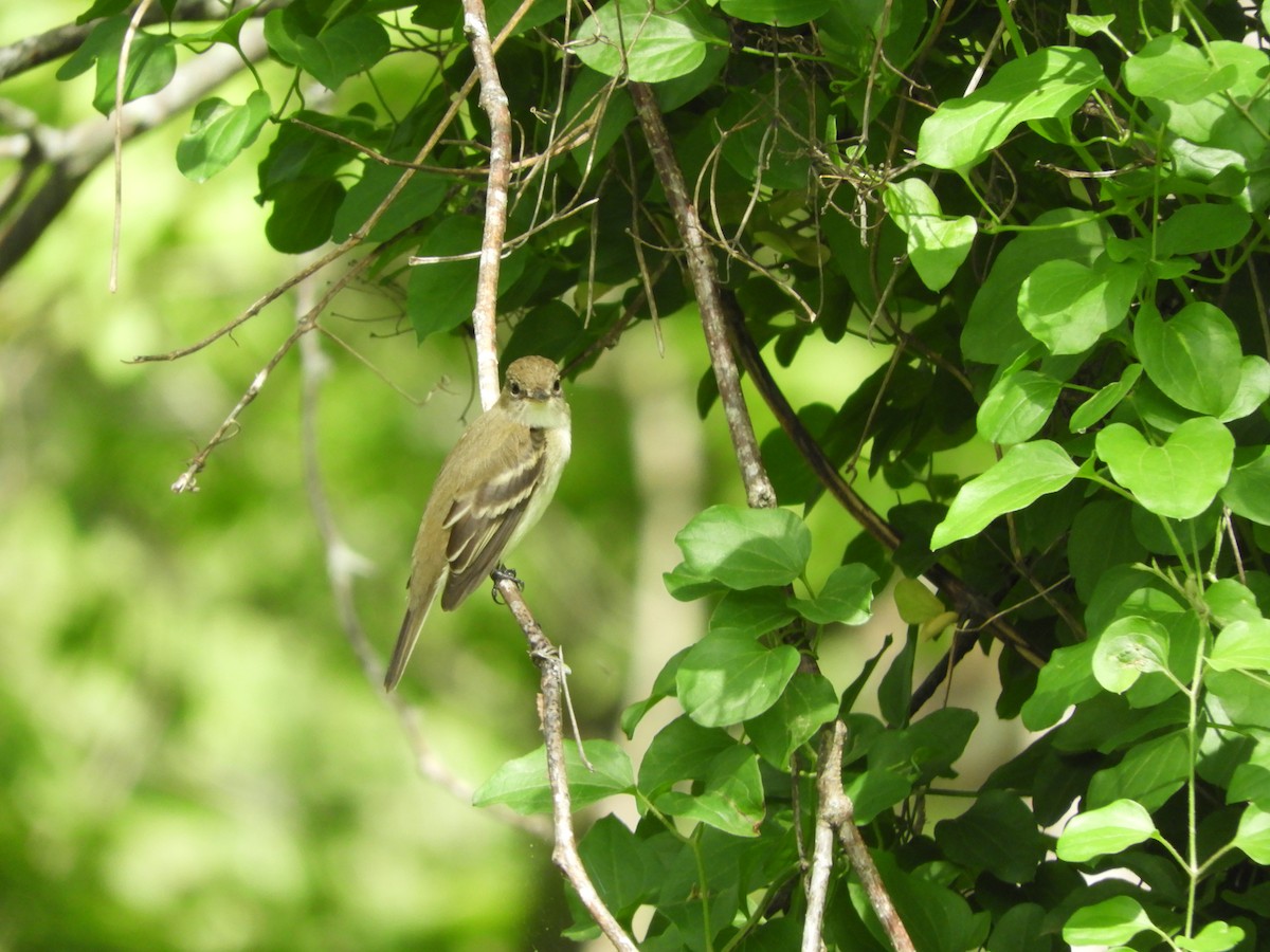 Acadian Flycatcher - ML636023455