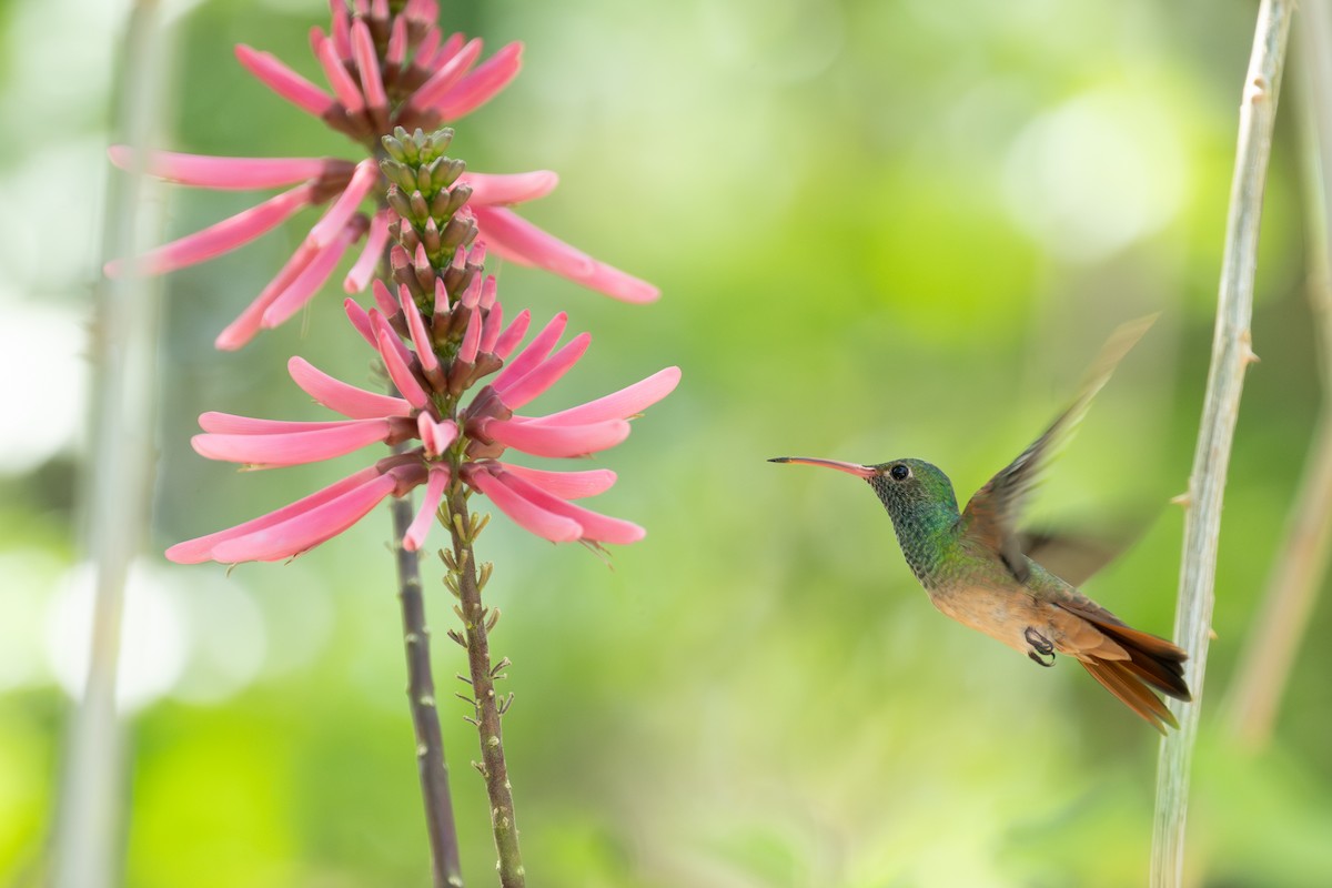 Buff-bellied Hummingbird - ML636023503