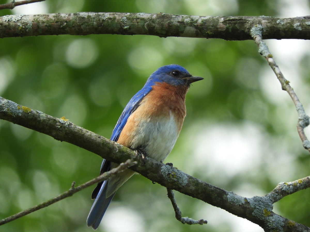 Eastern Bluebird - ML636023524