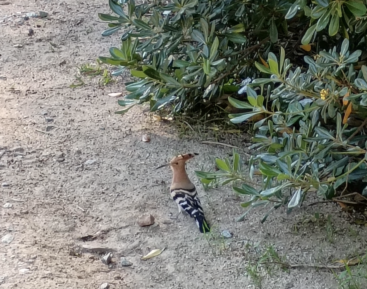 Eurasian Hoopoe - ML636023699