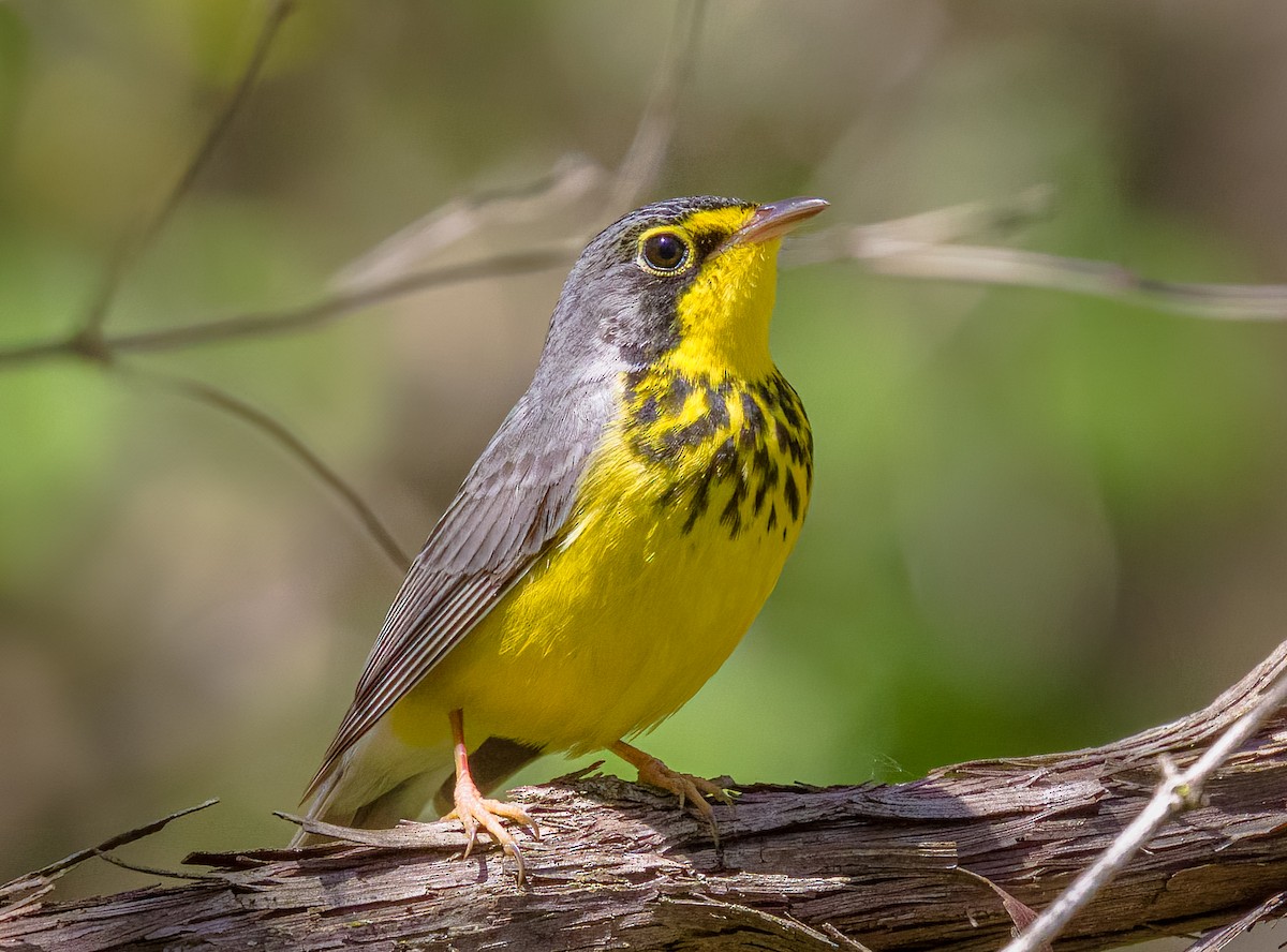 Canada Warbler - ML636023964