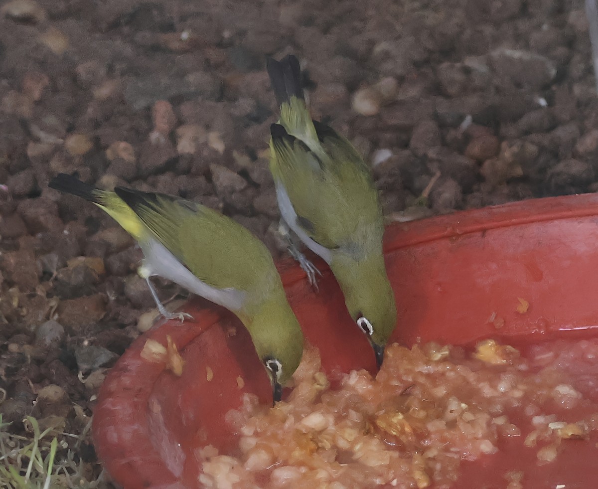 Swinhoe's White-eye - ML636024086