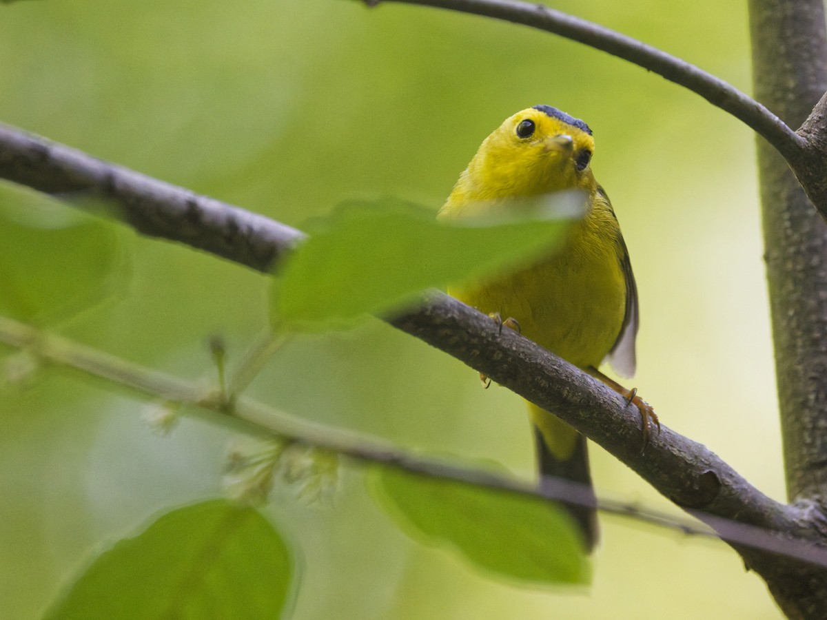Wilson's Warbler - ML636024165