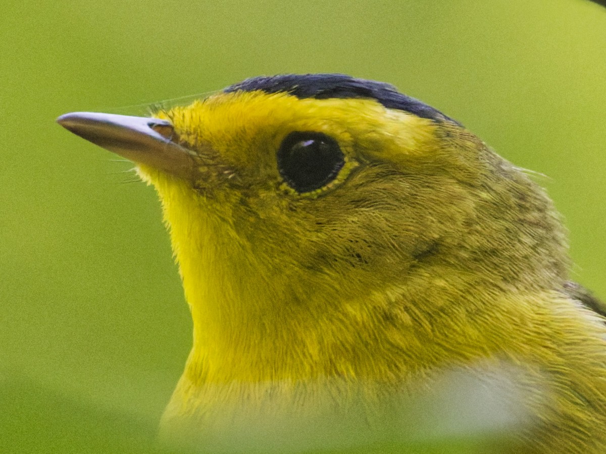 Wilson's Warbler - ML636024166