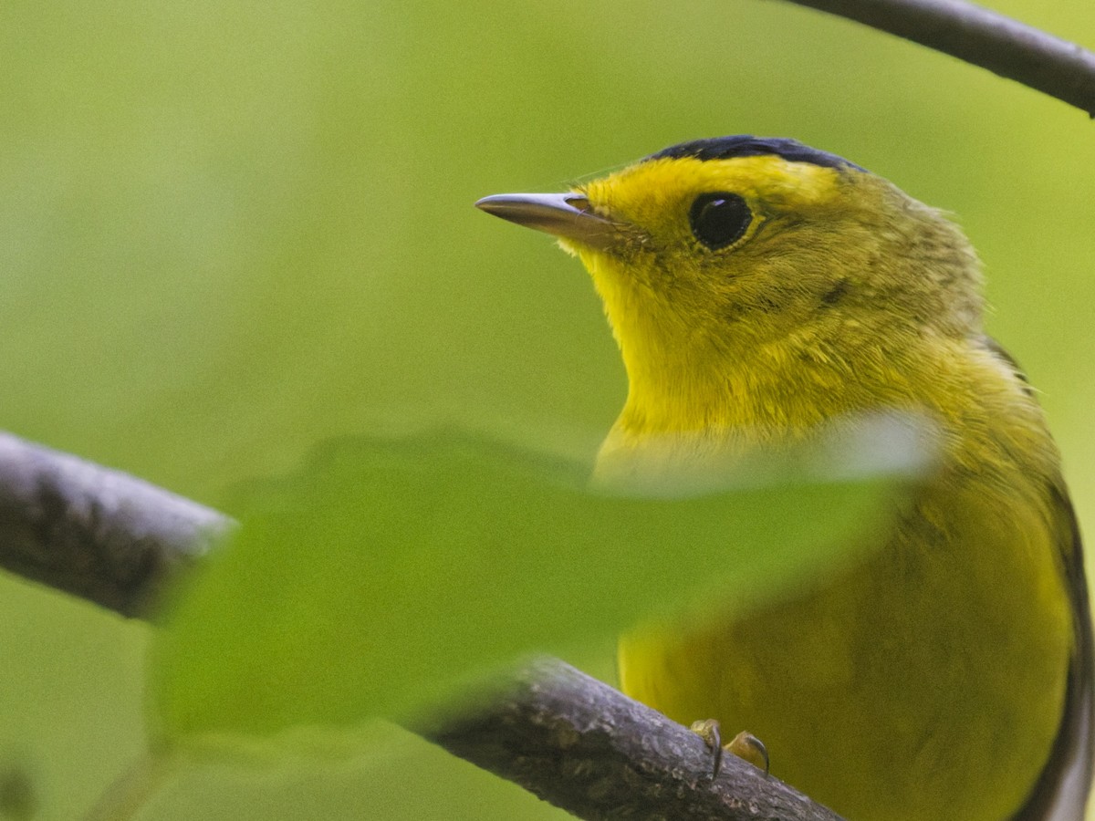 Wilson's Warbler - ML636024167