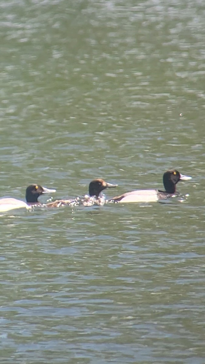 Greater Scaup - ML636024373