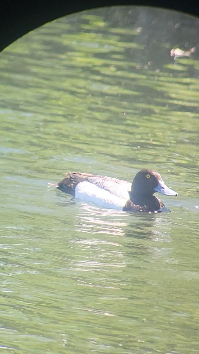 Greater Scaup - ML636024374