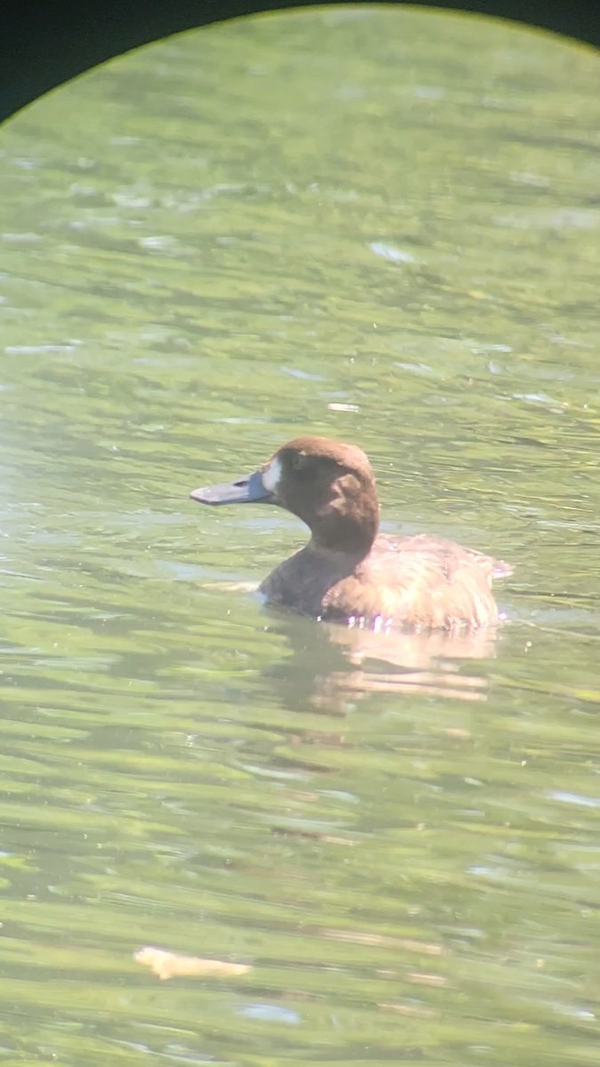 Greater Scaup - ML636024375