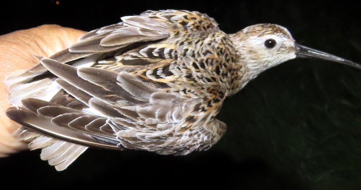 Хар элсэг - ML636024398