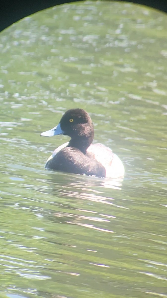 Lesser Scaup - ML636024434