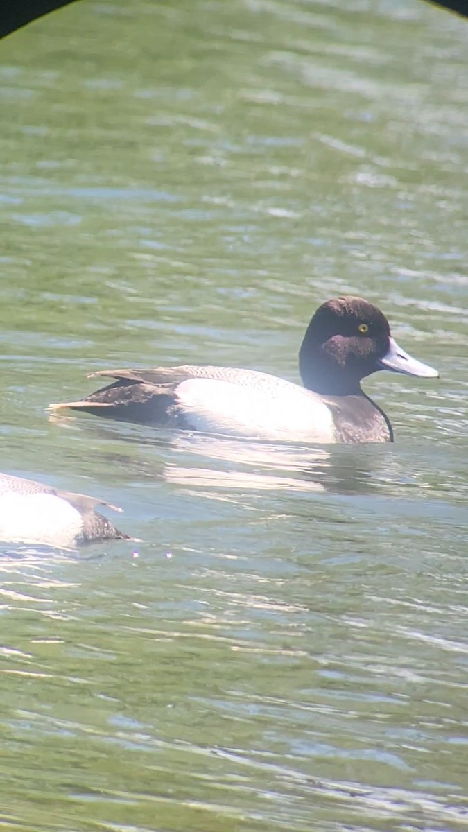Lesser Scaup - ML636024435