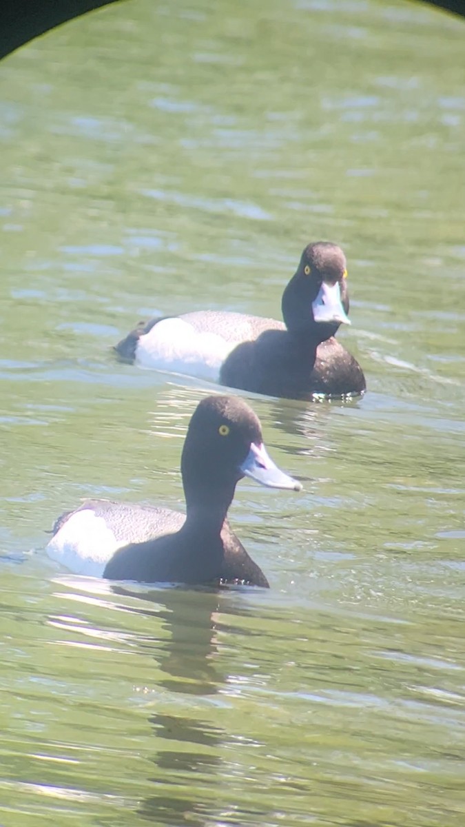Lesser Scaup - ML636024436