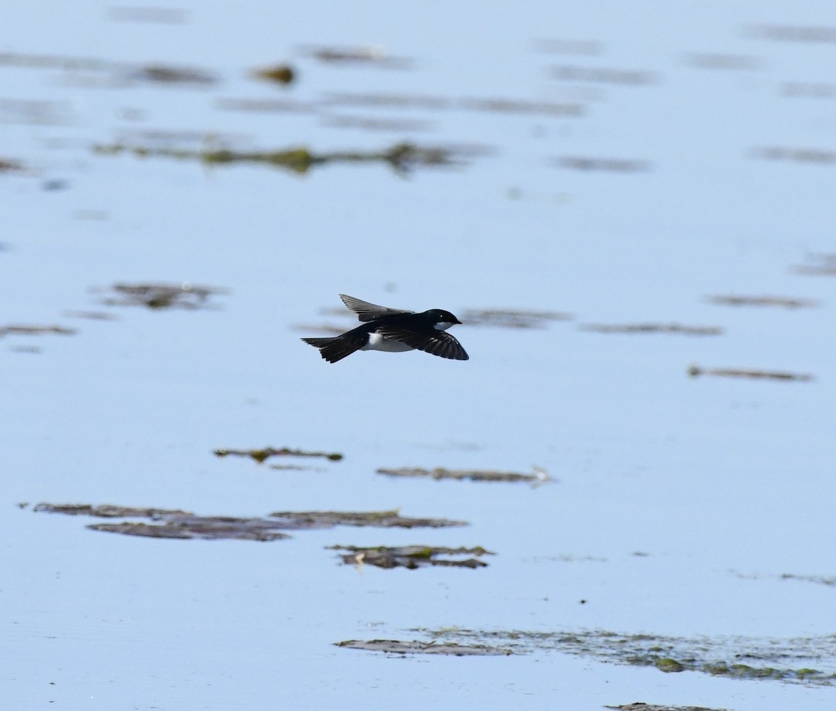 Tree Swallow - ML636024448