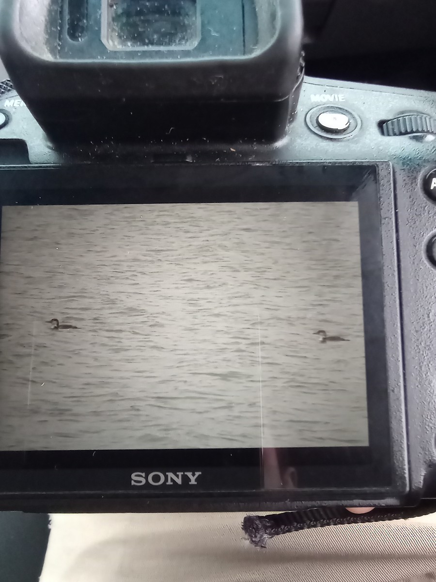 Eistaucher - ML636024462