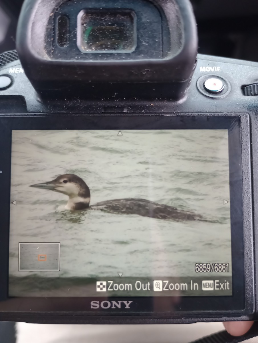 Eistaucher - ML636024499