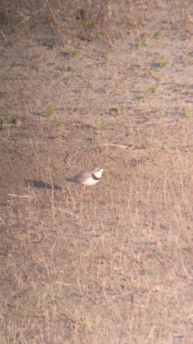 Piping Plover - ML636024573